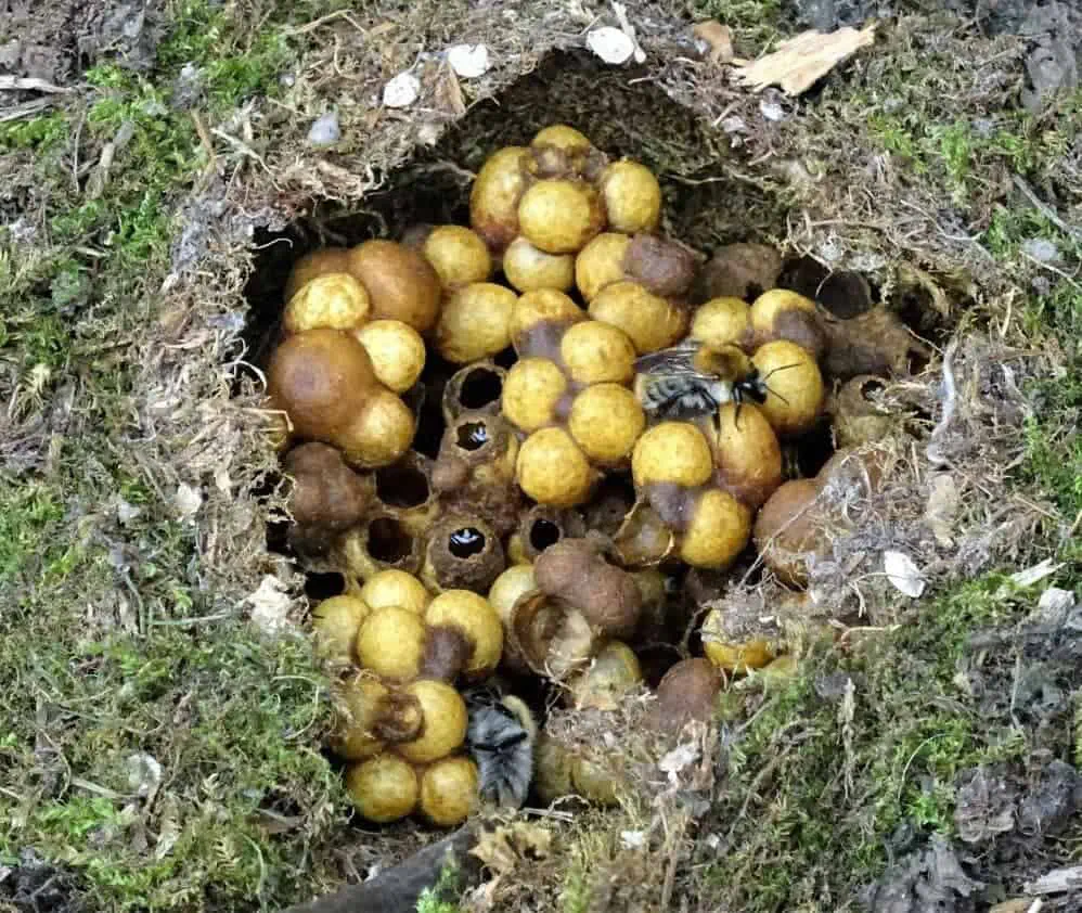 Nid de Bourdons