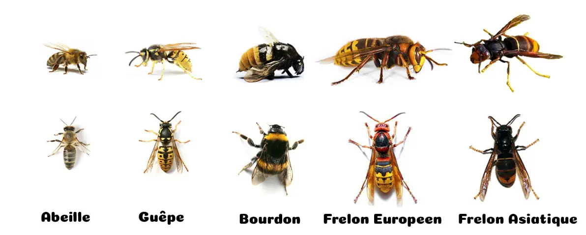 Types d'insectes